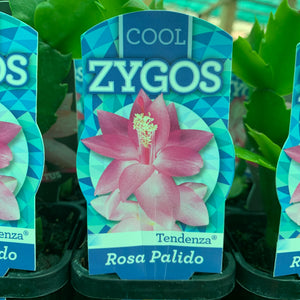 Zygocactus Rosa Palido