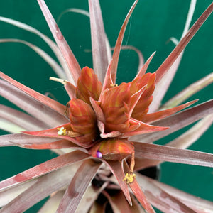 Tillandsia - Nellie Rose