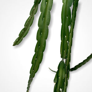 Lepismium Cruciforme Pink - R40