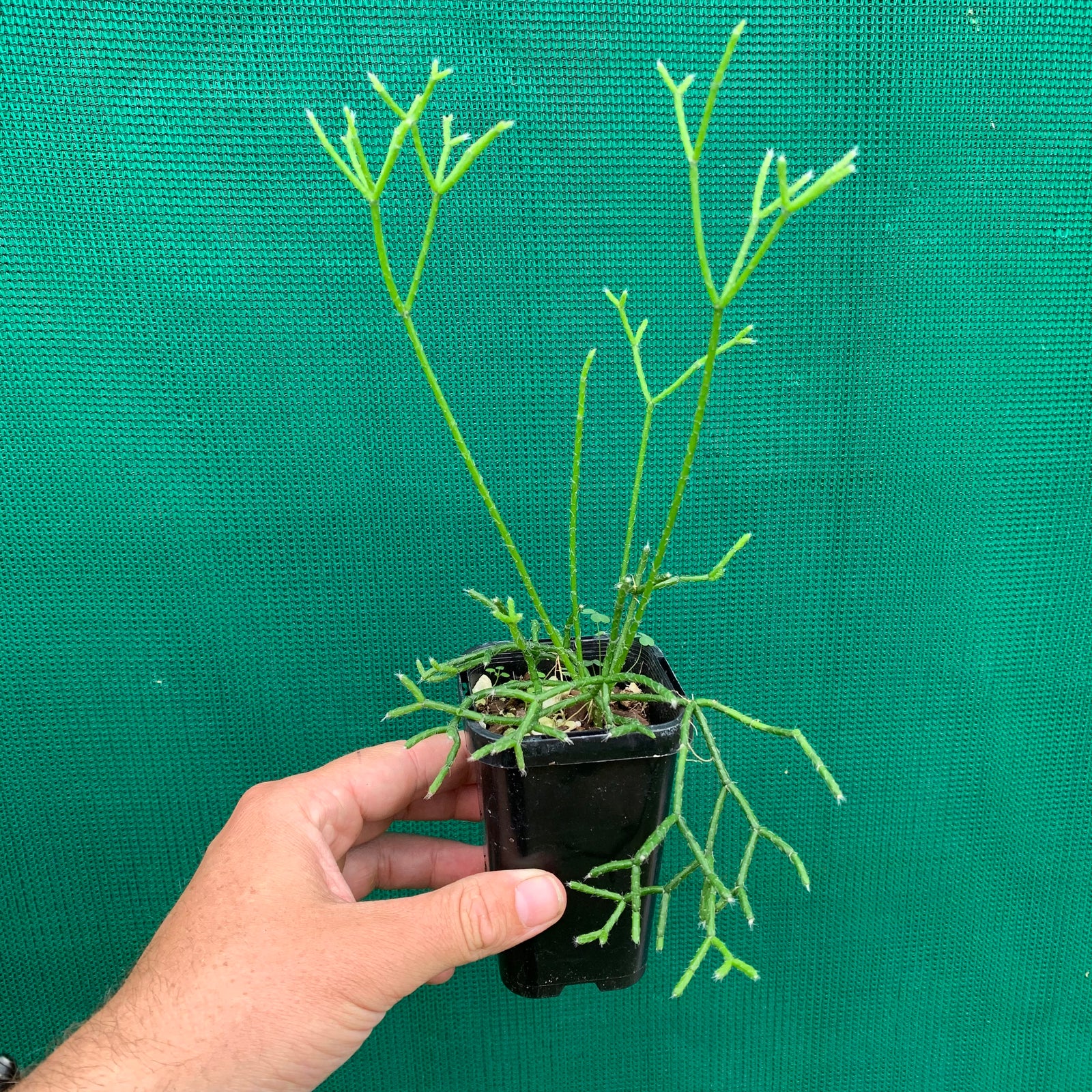 Rhipsalis teres f. Prismatica - R60