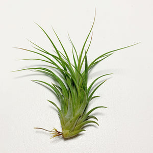 Tillandsia - Victoria (Wholesale)