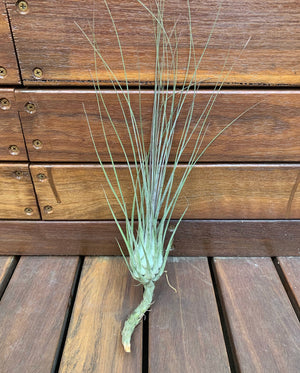 Tillandsia - disticha ‘Major’ ex. OM (Fragrant)