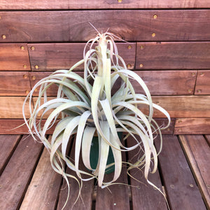 Tillandsia - El Rancho ex. AP