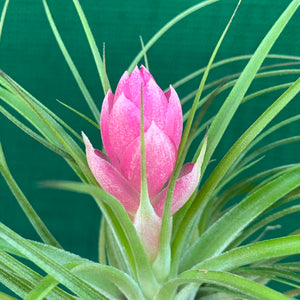 Tillandsia - stricta