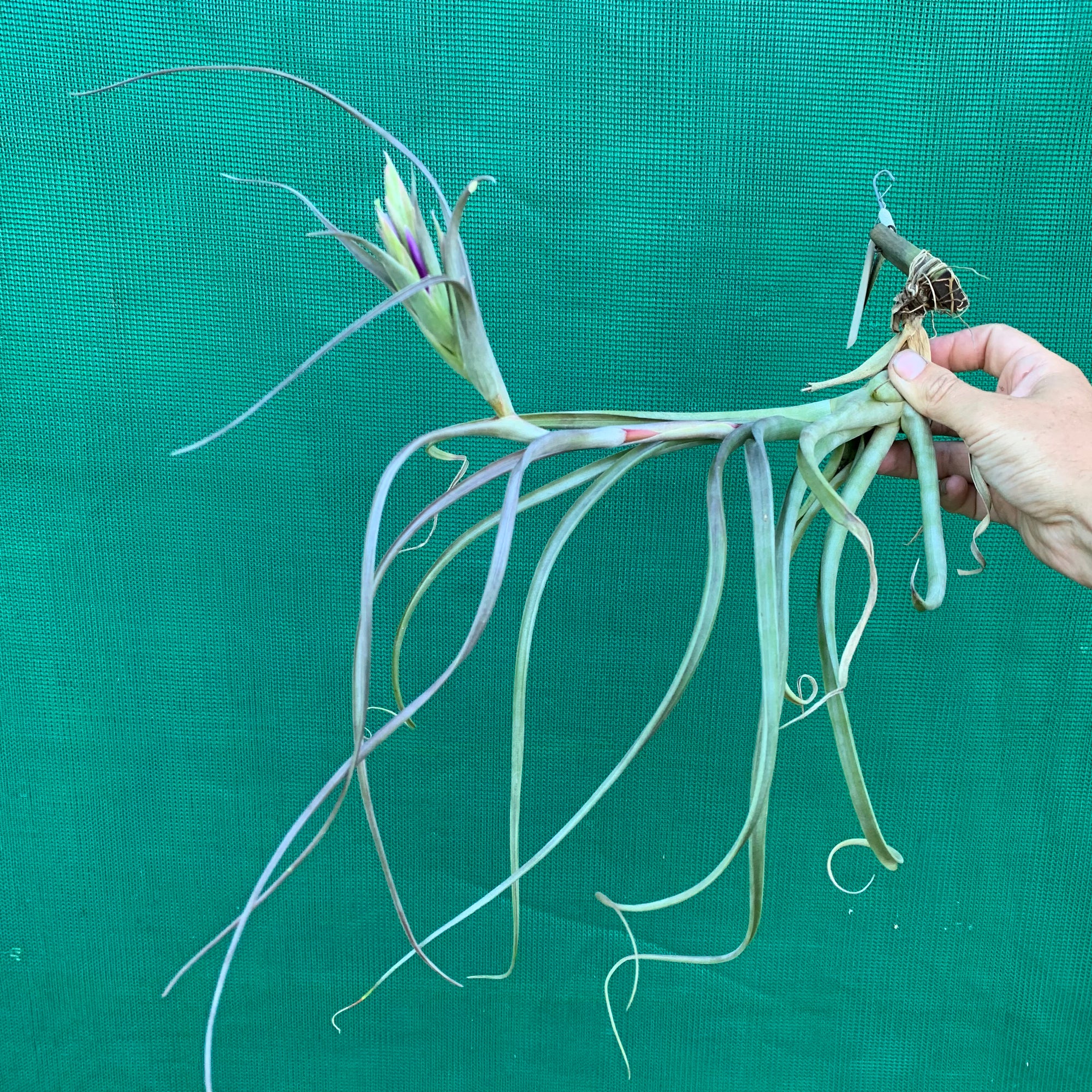 Tillandsia - Victory