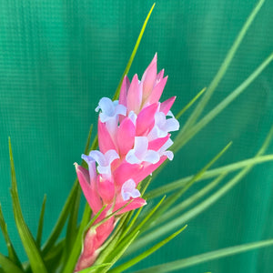 Tillandsia - Repton ex. PT