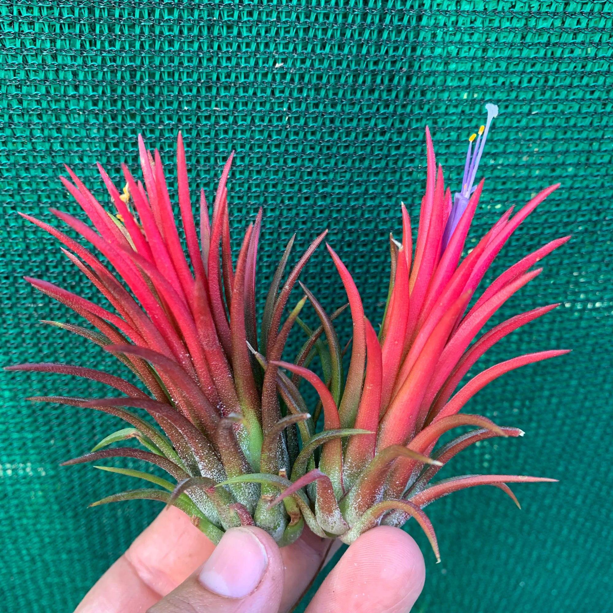 Tillandsia - ionantha 'Thai Fuego' - Air Plant Decor