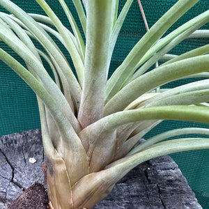 Tillandsia - aff rodrigueziana ‘Yellow’ ex. Richter