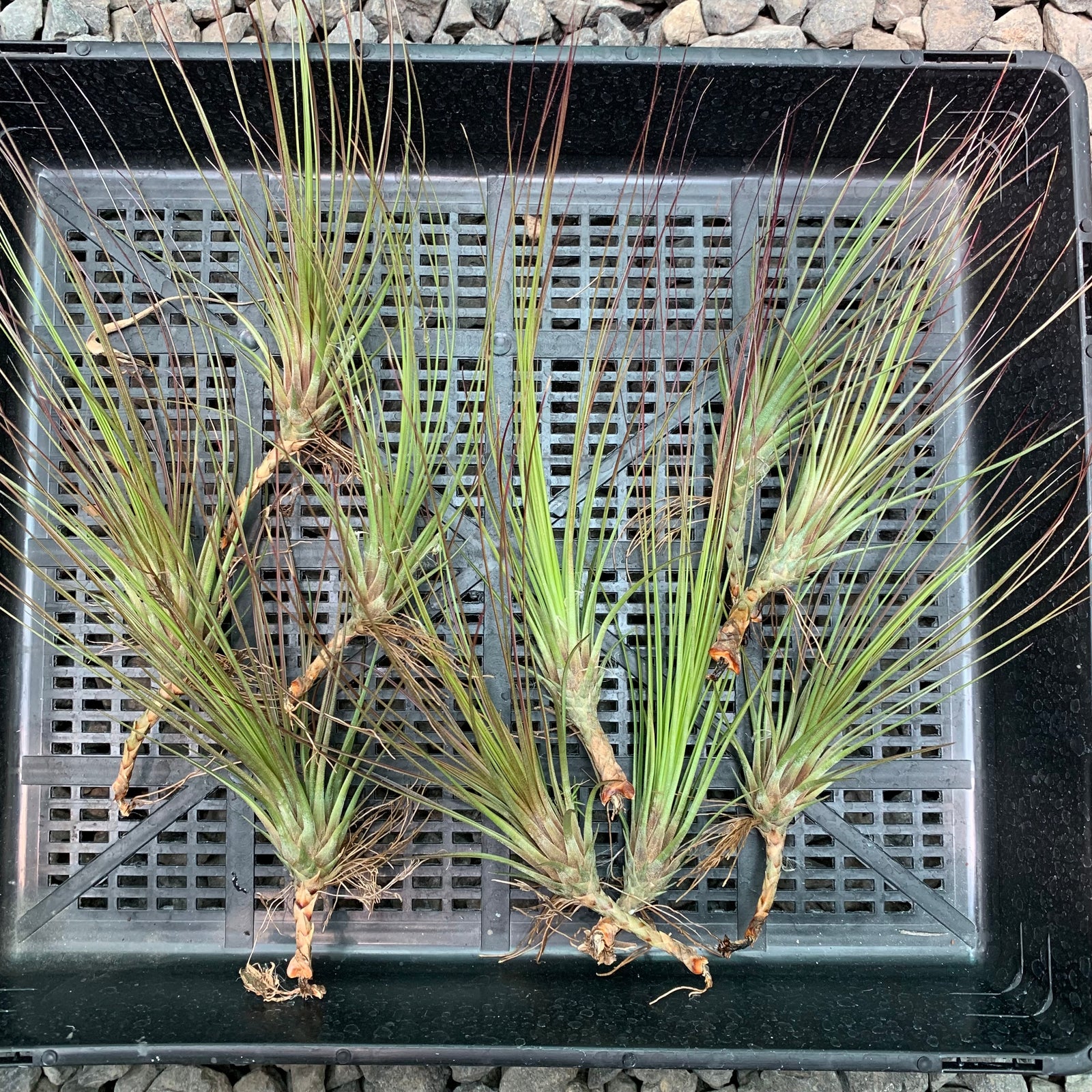 Tillandsia - juncifolia