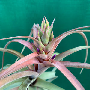 Tillandsia - brachycaulos x streptophylla Nat. Hybrid