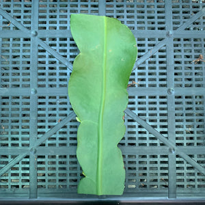Epiphyllum Oxypetalum - EP17