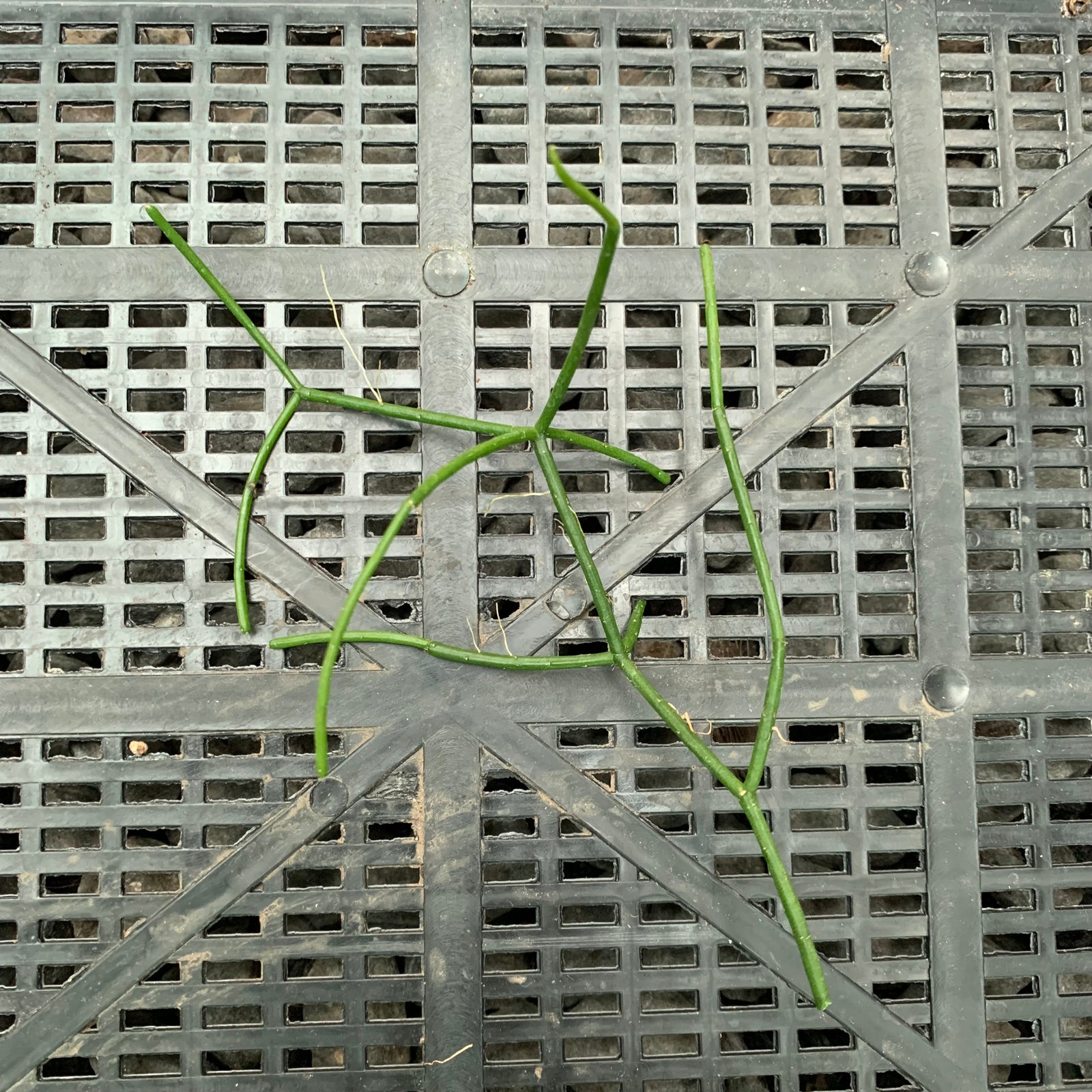 Rhipsalis virgata - R29