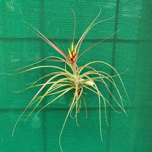 Tillandsia - brachycaulos x schiedeana