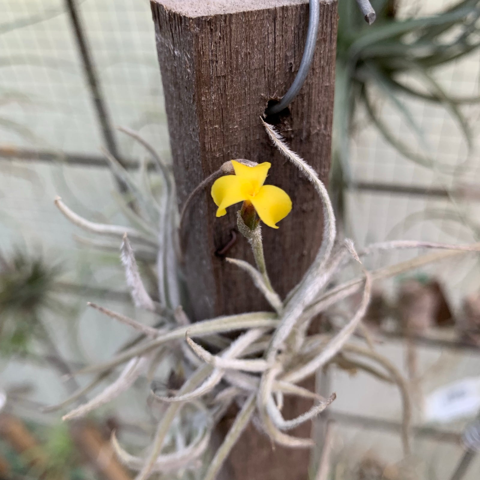 Tillandsia - crocata ‘Yellow’ (Fragrant)