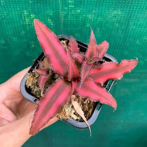 Cryptanthus - Bivittatus Ruby