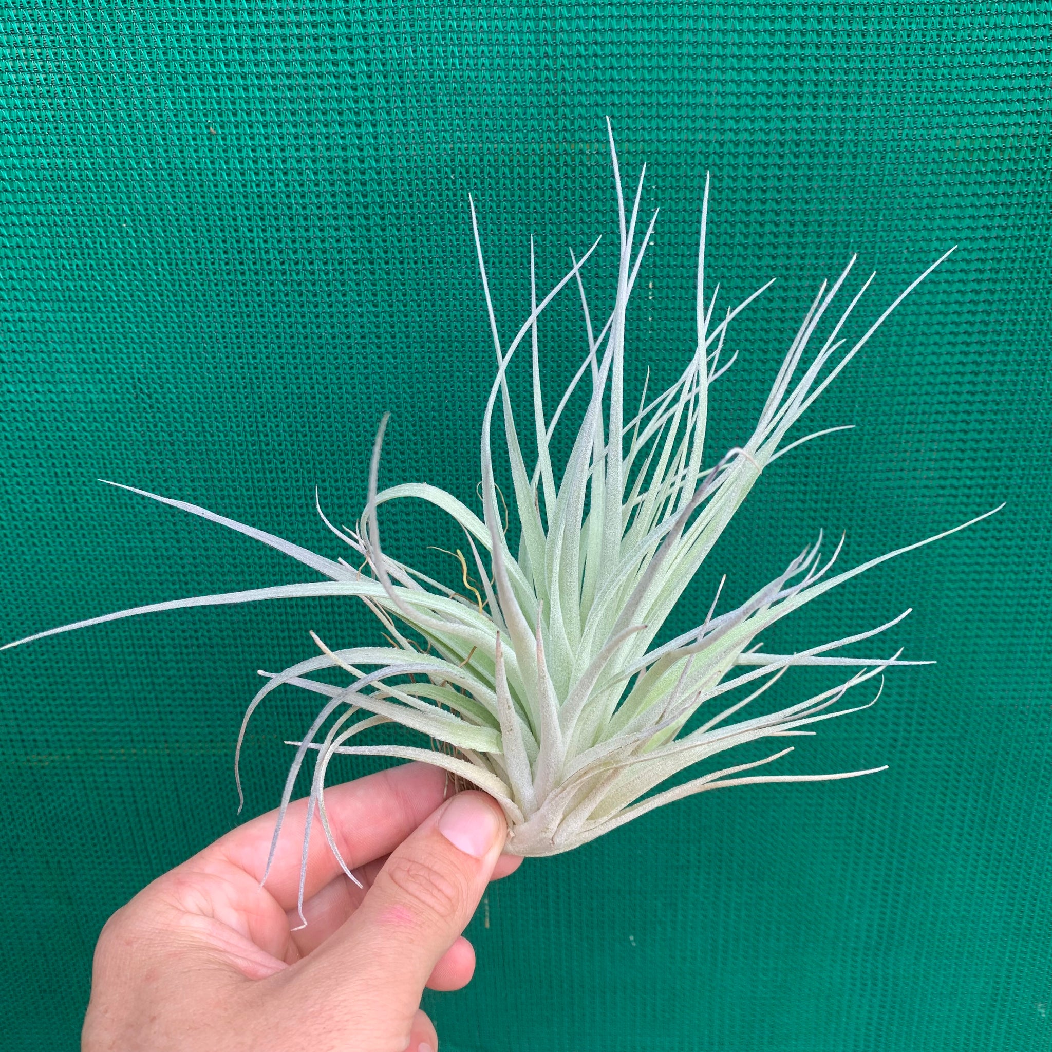 cotton candy air plant care Tillandsia - Cotton Candy