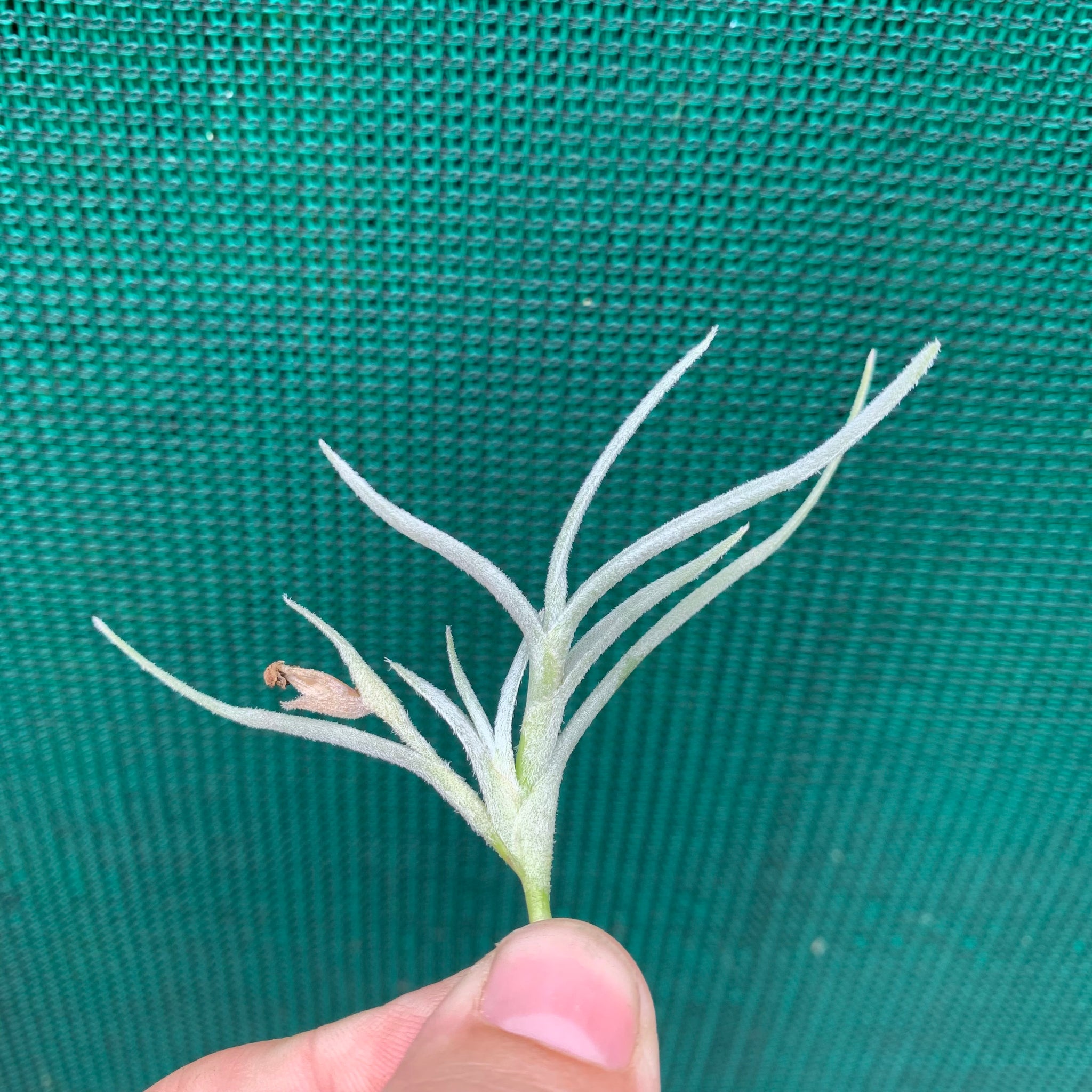 old man beard air plant Tillandsia - Old Man's Gold (Fragrant)