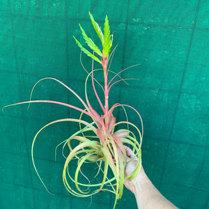 Tillandsia - rothii NEW