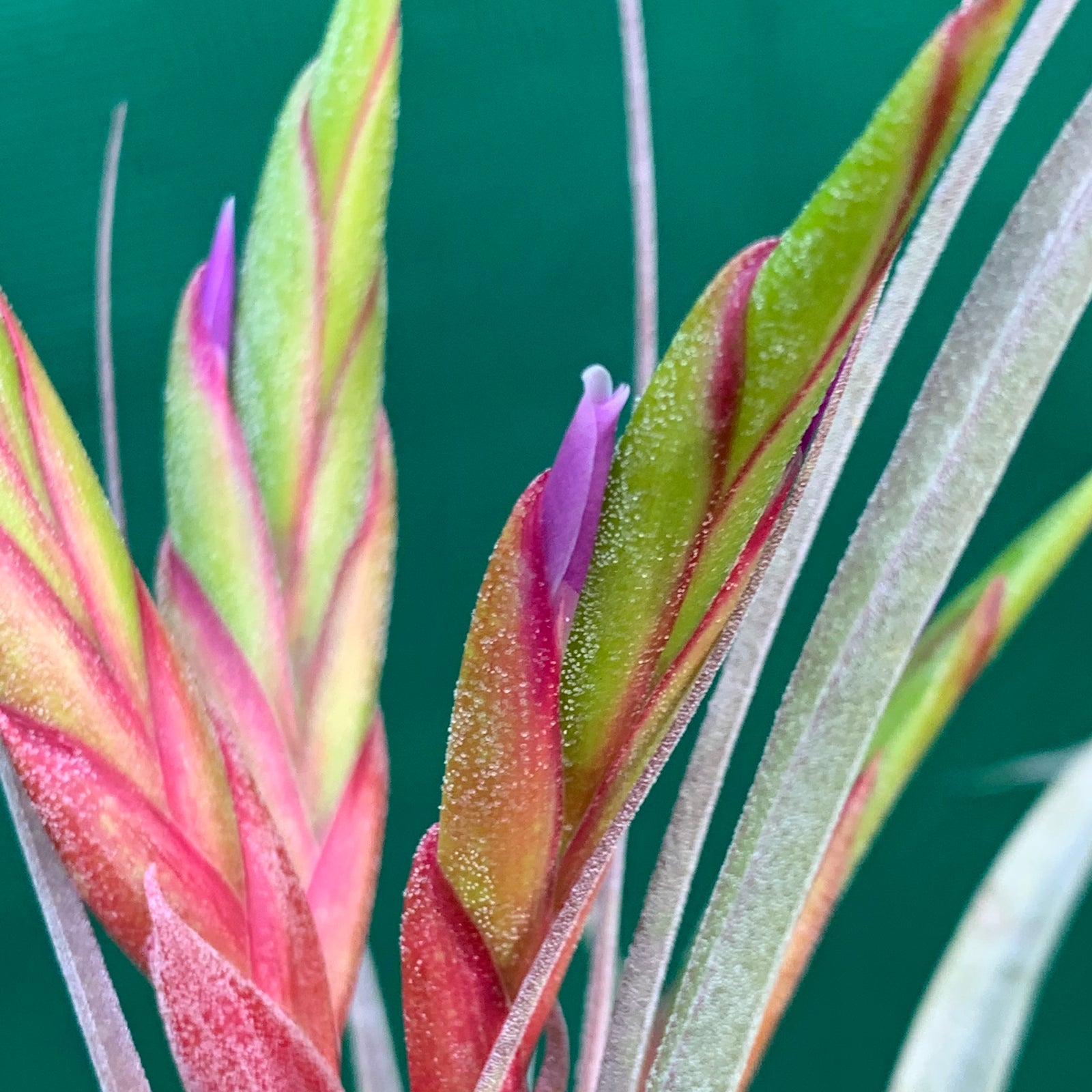 Tillandsia - Toolara ex. MP