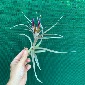 Tillandsia - Jackie Loinaz