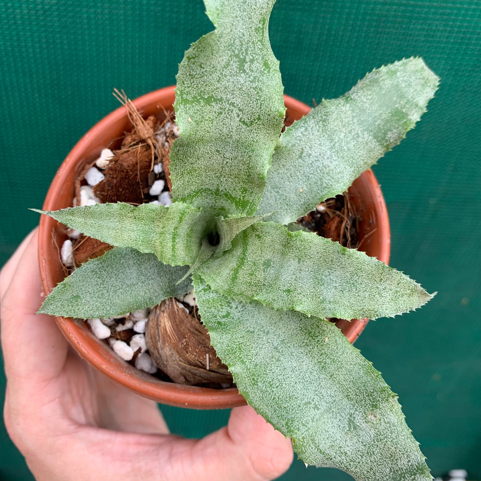 Cryptanthus - Silver Sheen