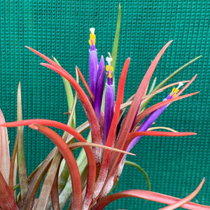 Tillandsia - capitata ‘Grosse Form’ NEW