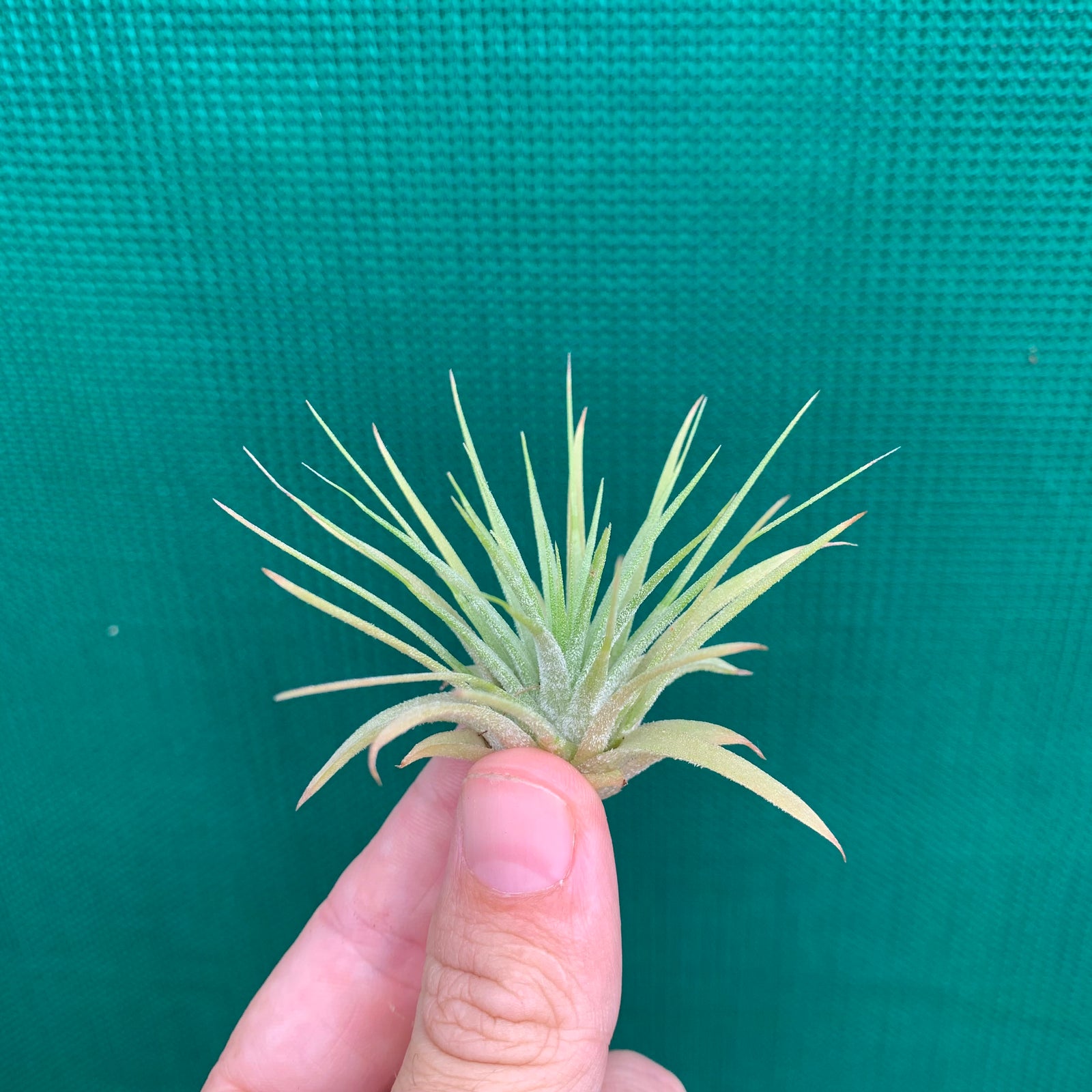 Tillandsia - Magic Blush ex. PT