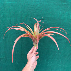 Tillandsia - capitata ‘Red’