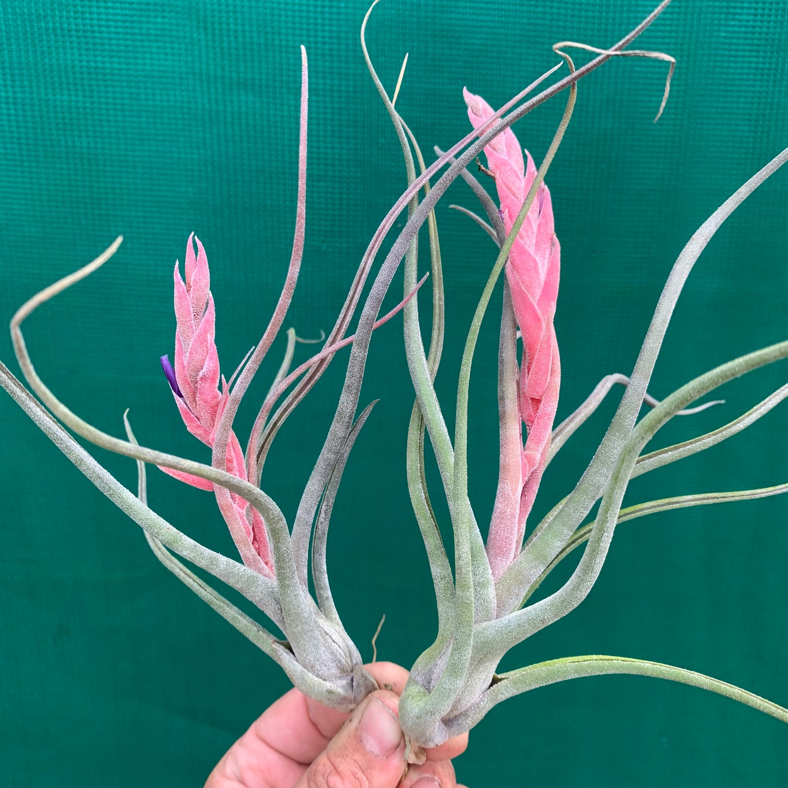 Tillandsia - arhiza-juliae x pruinosa ex. BG