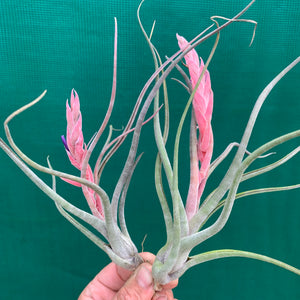 Tillandsia - Arhiza-Juliae X Pruinosa ex. BG