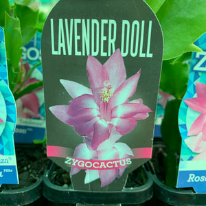 Zygocactus Lavender Doll