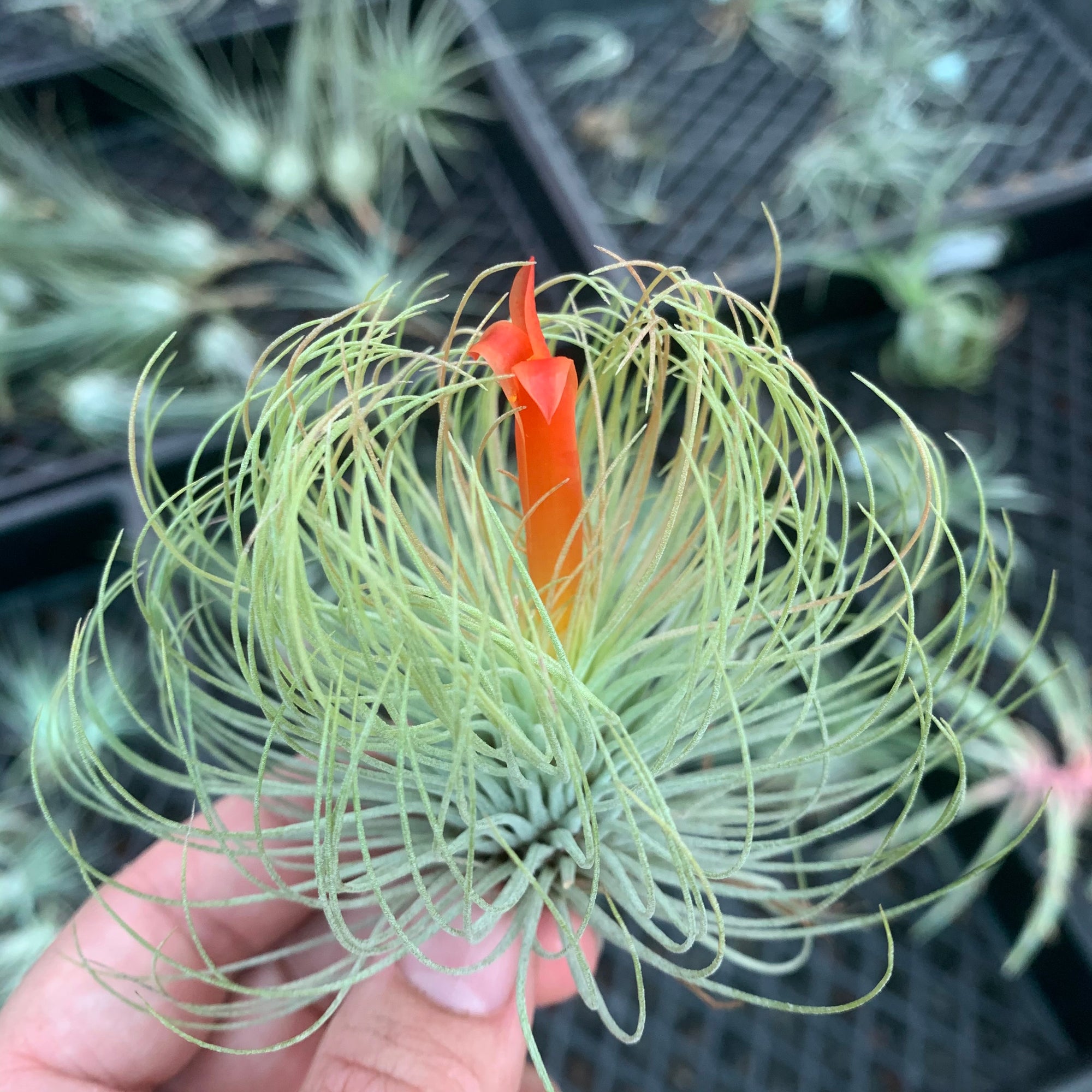 adriana air plant Tillandsia - andreana ex. CC