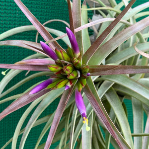 Tillandsia - Widgee ‘Small Form’ ex. BG