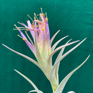 Tillandsia - hondurensis ex. OM