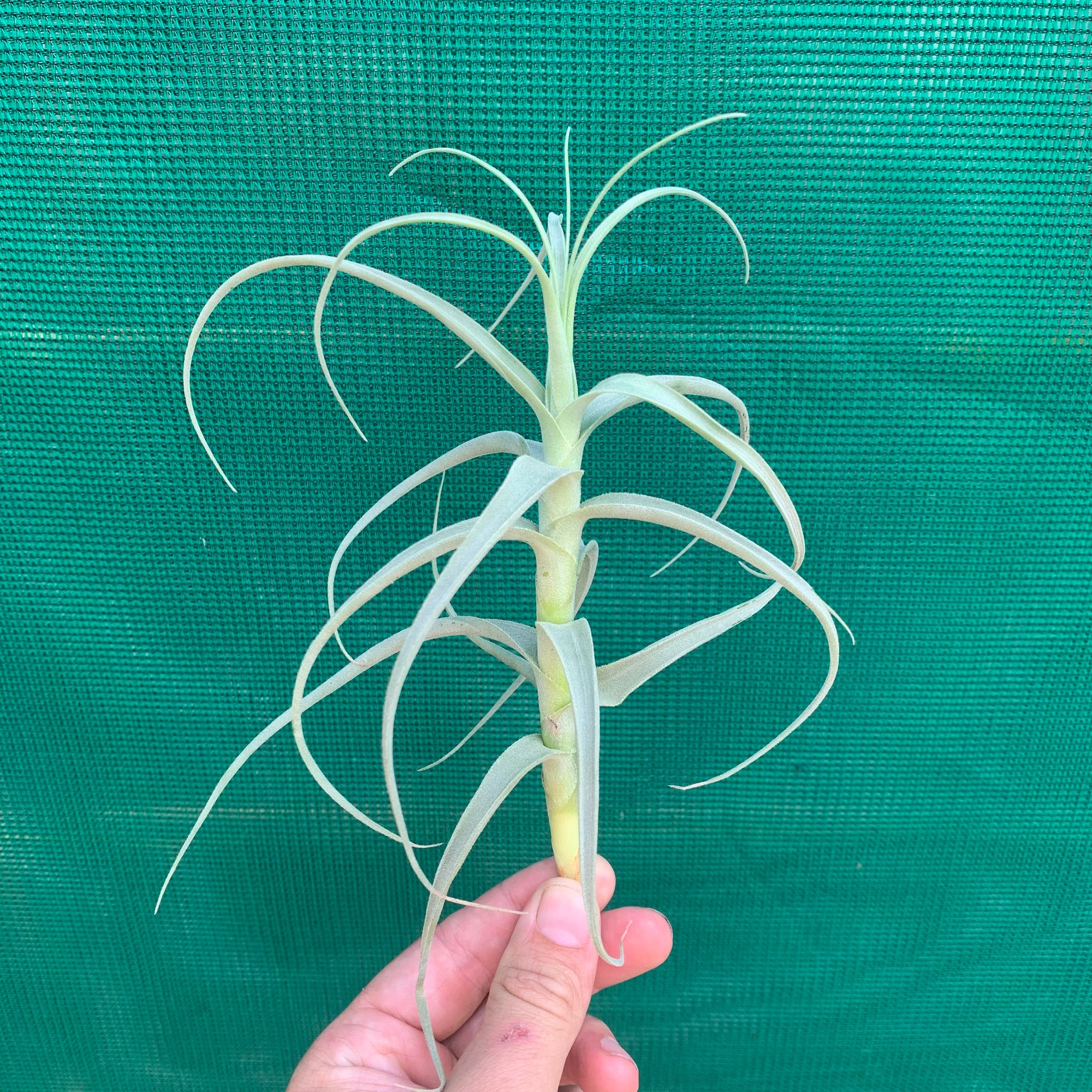 Tillandsia - Paleacea ‘Large Form’ ex. KK