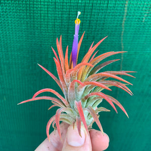 Tillandsia - ionantha ‘Orange’ ex. BH