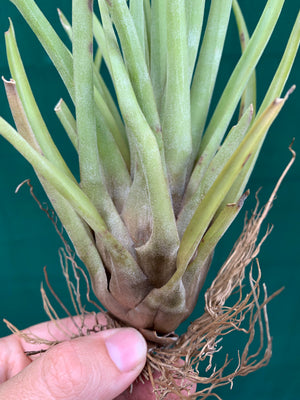 Tillandsia - Trieta X Streptophylla