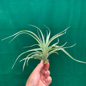 Tillandsia - El Rancho ex. AP