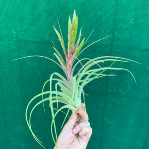 Tillandsia - concolor x streptophylla ? RFI NEW