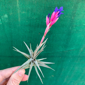 Tillandsia - Aeranthos Small Purple ex. Germany
