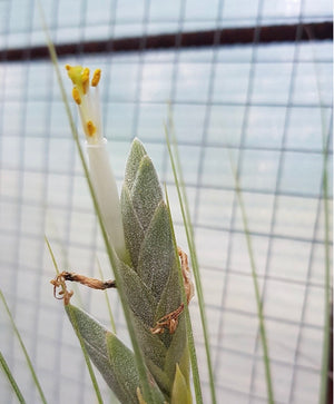 Tillandsia - Milk Junket NEW