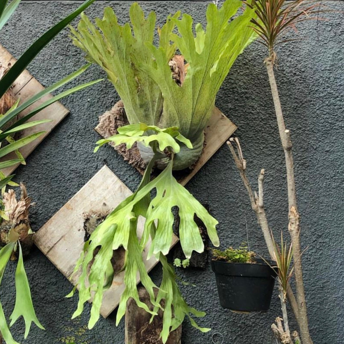 Platycerium - Wandae