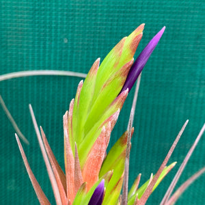 Tillandsia - Widgee ‘Large Form’