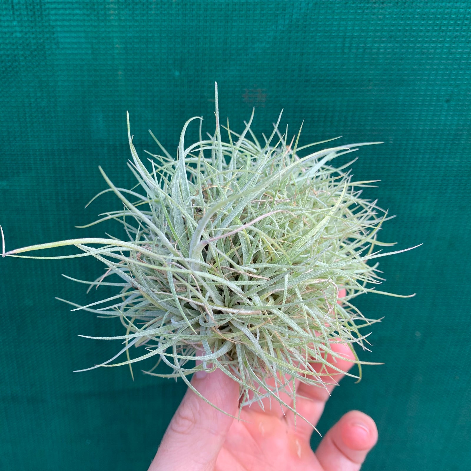Tillandsia - pringlei
