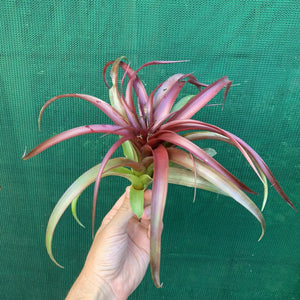 Tillandsia - Abdita Mexico ex PT