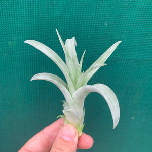 Tillandsia - El Rancho ex. AP