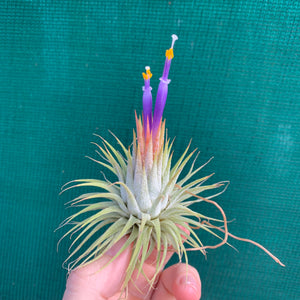 Tillandsia - ionantha ‘APD005’