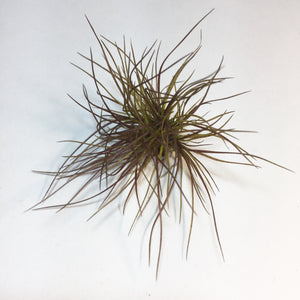 Tillandsia - festucoides