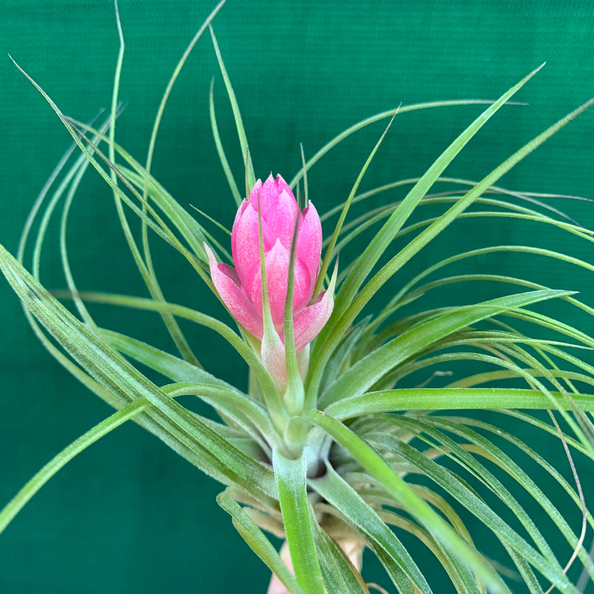 air plant stricta Tillandsia - stricta