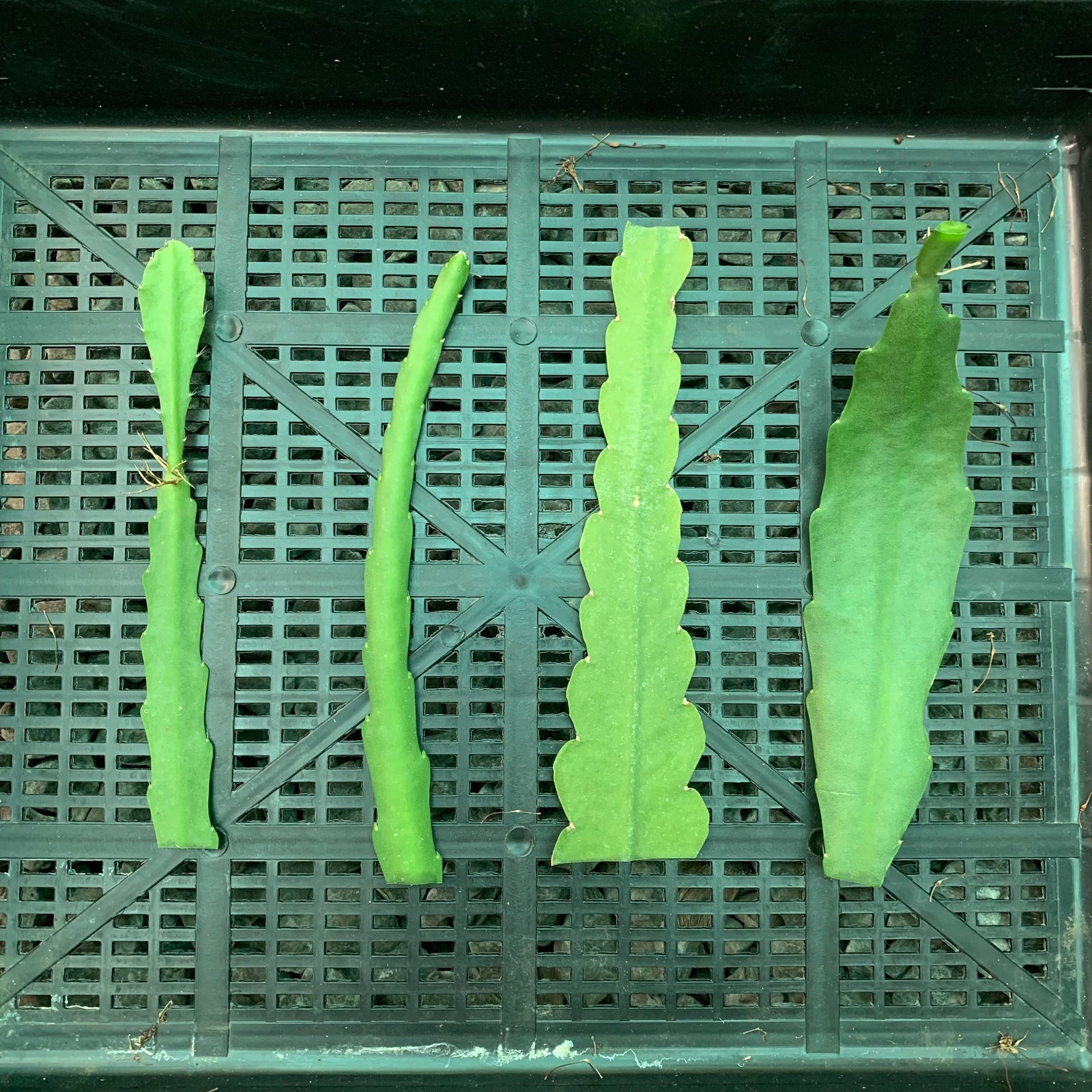 Disocactus phyllanthoides ‘German Express’